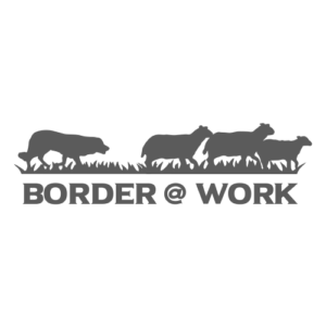 Border Collie @ work